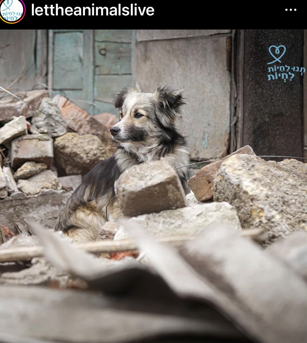 thankdogiamout's tweet image. Thank DOG I Am Out Dog Rescue Society is an Canadian Registered Not for Profit “Animal Welfare “ Society , always, a rescue group with NO geographical boundaries. Our mandate is all about #howcanwehelp discarded animals, including animals caught in the chaos of conflict? Many,…