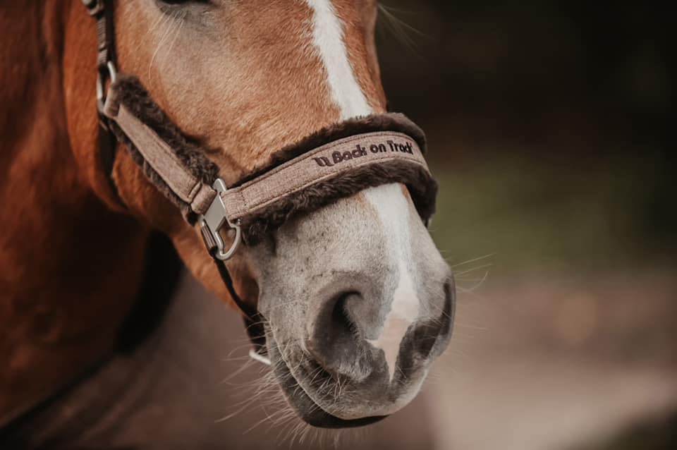 AcadmieDelaveau's tweet image. Back on Track® à nos côtés, pour préparer, performer, récupérer !

academiedelaveau.com/2023/10/15/bac…