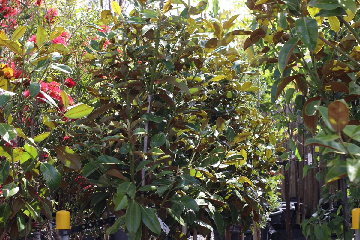 The nursery is looking rather beautiful at the moment

#wholesaleplantsandproducts #outdoorplants #newstockdaily #floristsofadelaide #gardencentresofadelaide #rareplants #limitednumbers #plantcollectors #indoorplants #landscapersofadelaide #dogsalwayswelcomehere #dogfriendly...