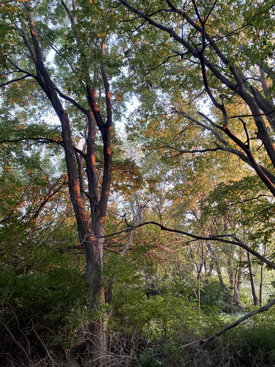 sestak25's tweet photo. Such cool light on the trees this evening as the sun was setting. It looks like paint! #FallSky https://t.co/KaIbe4k04C