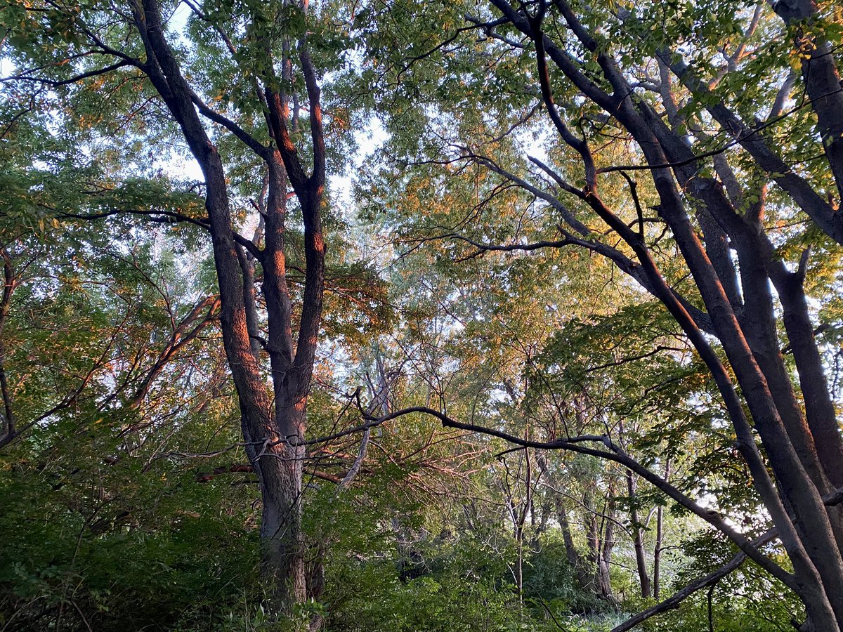 sestak25's tweet photo. Such cool light on the trees this evening as the sun was setting. It looks like paint! #FallSky https://t.co/KaIbe4k04C