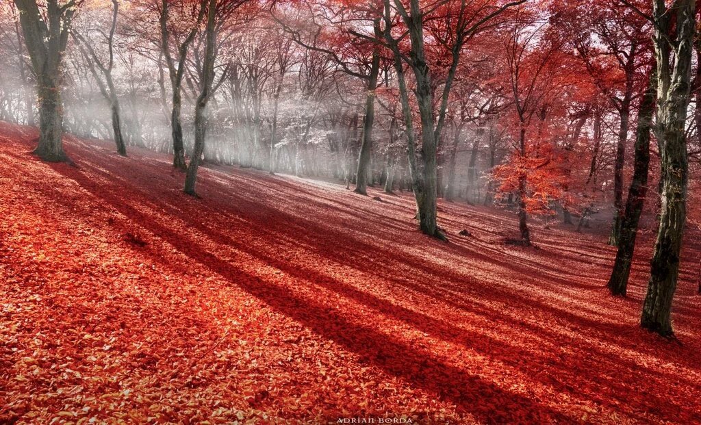 Red rain
soaked leaves
dry under
Autumn’s rays

#Autumn #POEMS #micropoetry #Fall #poetrycommunity #writerscommunity
#loveAutumn