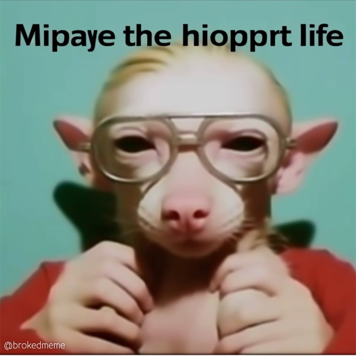 brokedmeme's tweet photo. Mipaye the hiopprt life https://t.co/wRUz7wnyOa
