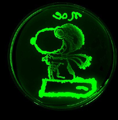 E. coli over expressing GFP, cheems and Snoopy!

#GFP 
#ecoli 
#cheemsdog