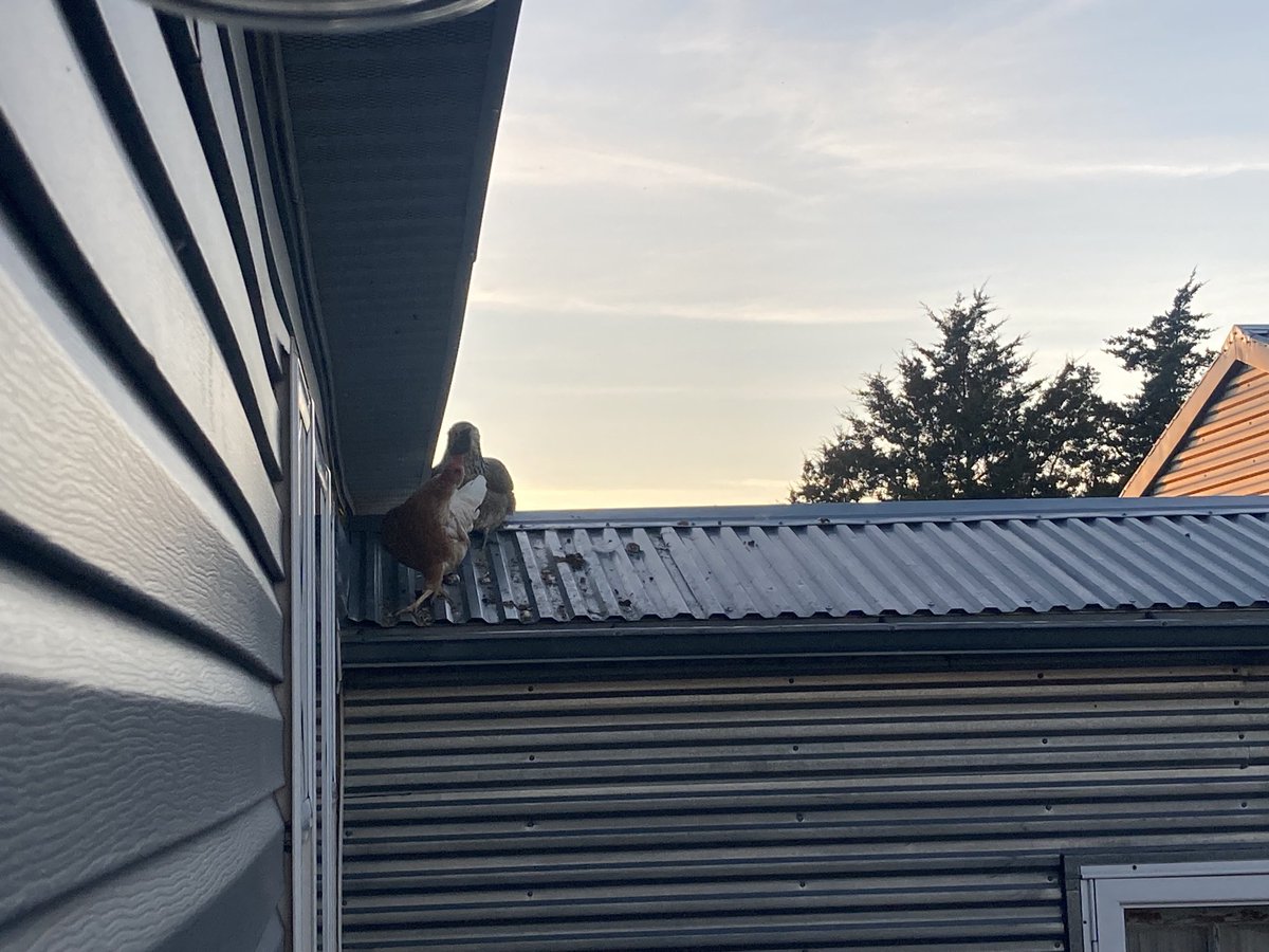 JSchuFarm's tweet image. My wife’s dumb chickens have a perfectly good coupe to go to at night but instead they jump/fly up onto the smoker and then onto the roof of the garage at night. Wouldn’t be all that big of a deal but then they 💩 all over the roof 😡