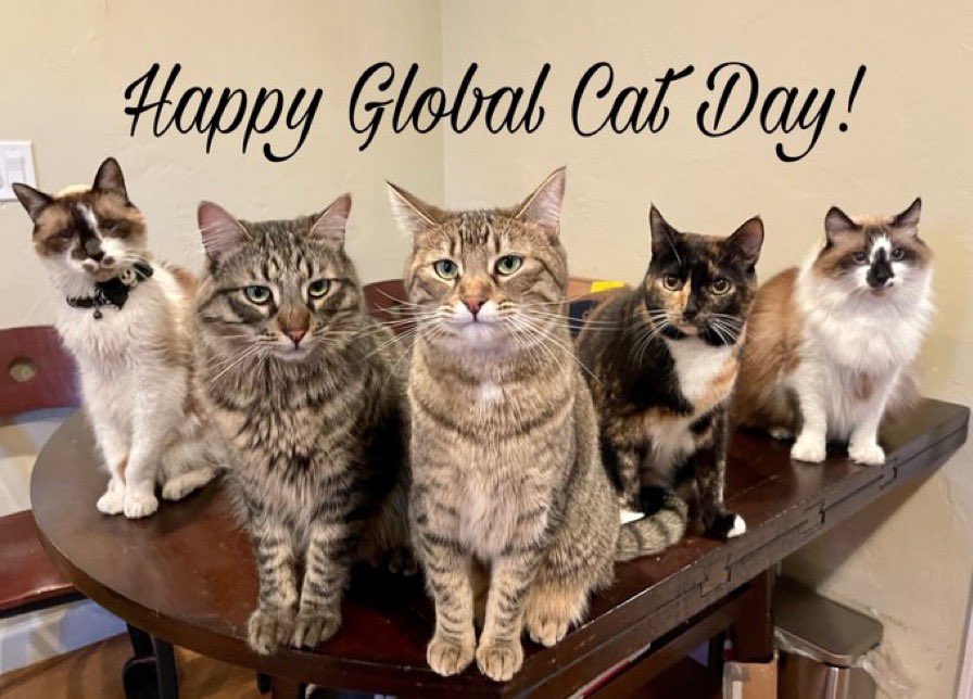 #GrumpyCatCoin celebrates #GlobalCatDay!