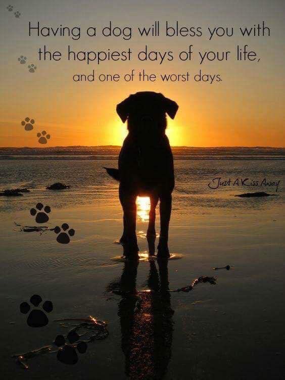 <a href="/Dalbodog/">The Dalbo Dog</a>