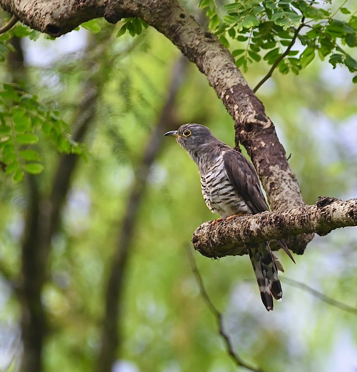 #1302 Indian Cuckoo 

I walked a lot around the tea gardens of Rongtong. It was a lovely winding road with a valley view. Trees on the slope provide eye level shots of birds. 

#IndiAves #TwitterNatureCommunity #birdwatching #BirdsSeenIn2023 #ThePhotoHour #BBCWildlifePOTD