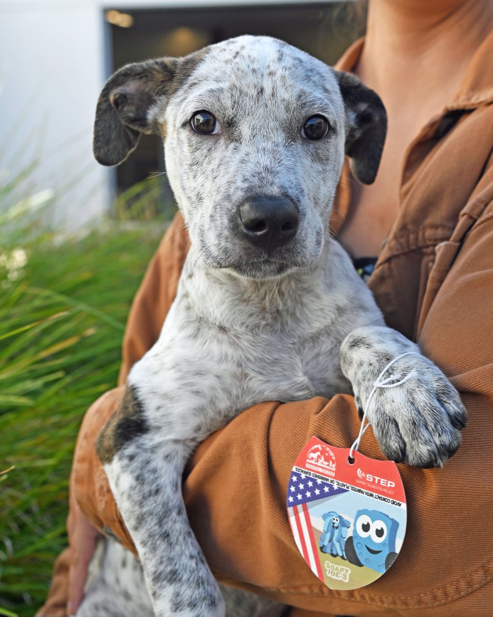 Want to see your pet or honor a veteran on a custom air freshener? @SoapyJoesCW is providing FREE personalized air fresheners! Share a photo of your pet or veteran on soapyjoescarwash.com. Provide contact info. Receive it by mail! They'll give $1 to @HWAC & @teamstepusa! 🐾