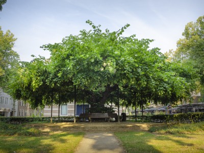 De Oisterwijkse OUDE LINDE is verkozen tot De Boom van het Jaar 2023! 
De 650 jaar oude lindeboom won met 7.076 stemmen.