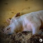 Photo by Happily Ever Esther Farm Sanctuary (@HEEFS_)