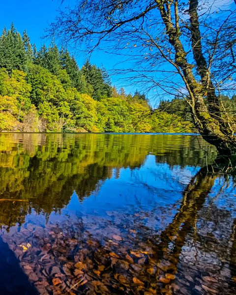 Scottish_Banner's tweet photo. Lovely autumn day around the #Trossachs.
Great 📷: IG: eadietam
#Scotland #LoveScotland #ScottishBanner #ScotlandIsCalling #Alba #VisitScotland #AmazingScotland #BeautifulScotland #ForestDrive #Nature #ScottishLoch https://t.co/3oGrUu3FGd