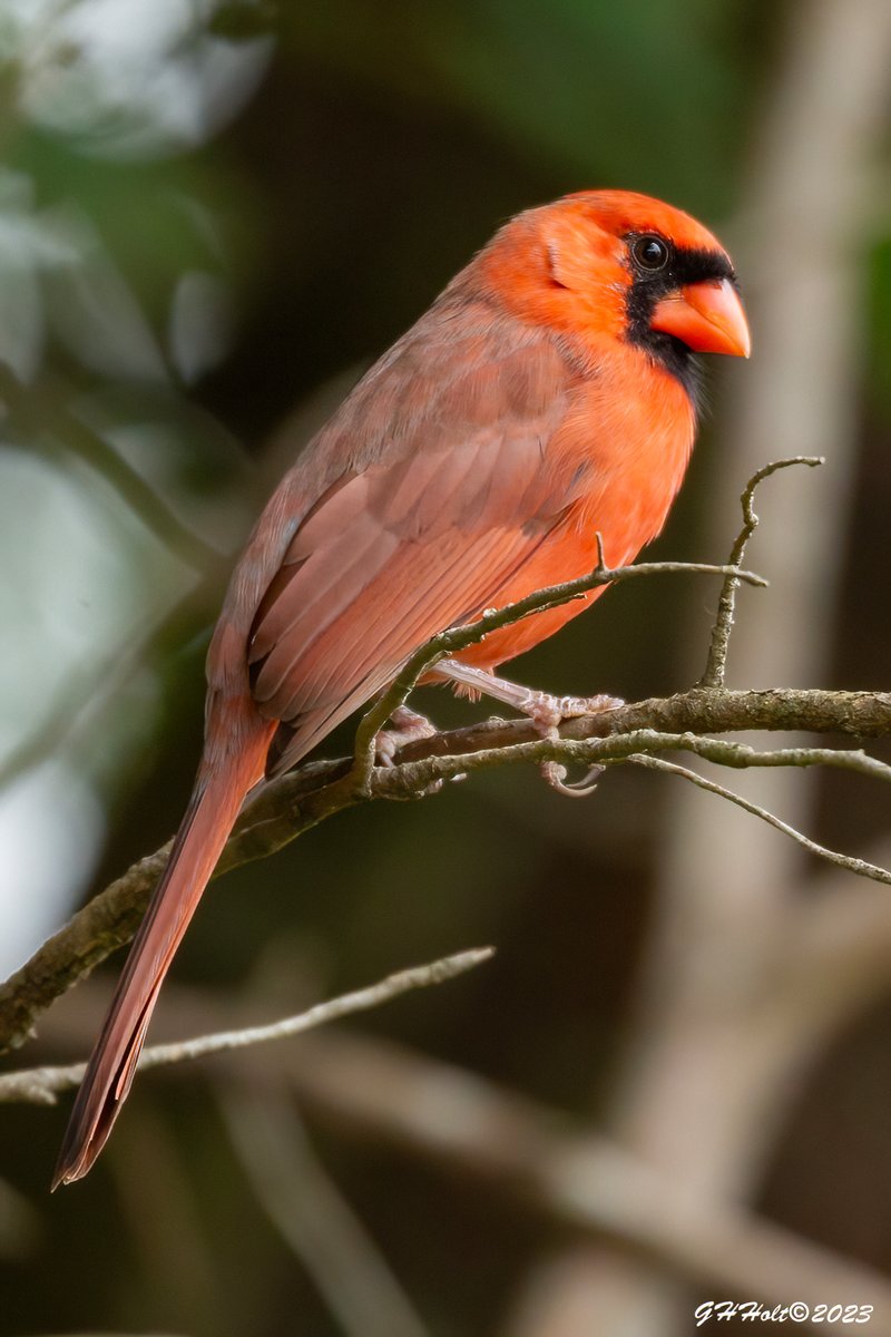 A handsome Northern Cardinal in a cedar tree in the bright afternoon sunlight.
 #TwitterNatureCommunity #NaturePhotography #naturelovers #birding #birdphotography #wildlifephotography #NorthernCardinal