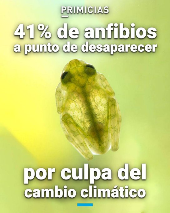 HectorMarquezVe's tweet image. #Tecnociencia | Sapos, ranas y otras especies de anfibios de todo el mundo, incluyendo #Ecuador, han sido catalogados como vulnerables y en peligro de extinción. #16Oct
