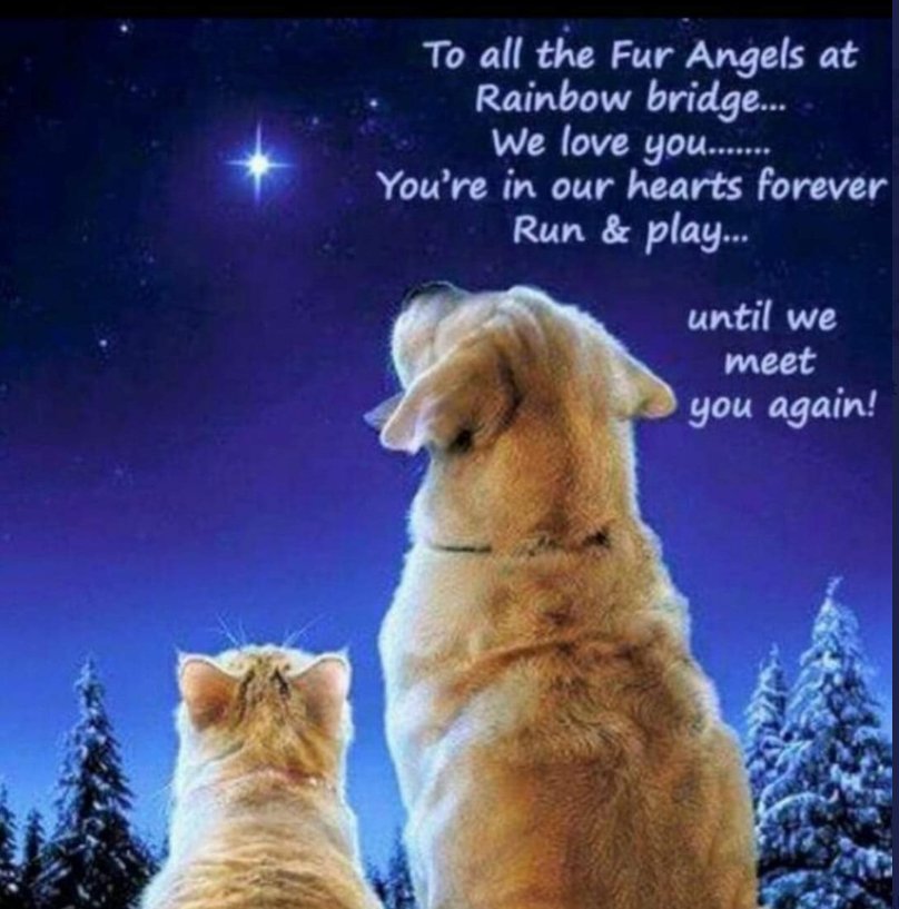 <a href="/Dalbodog/">The Dalbo Dog</a>