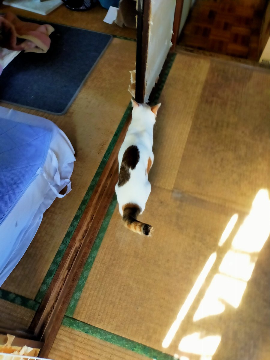 levPSZfKwUsHjh9's tweet photo. おはようございます😸🤗
ベランダから帰ると、危ないだめわかるよ〜😸と。褒めると得意満面😸のしのし歩きます💖
週半ばは夏日らしいです。日が沈むと寒くなるので寒暖差に気をつけて下さい🙇この時期汗をかいたあとすぐ寒くなり危険なのでそれも気をつけて下さい。
今日も宜しくお願いします🙇 https://t.co/KXum70NW5i