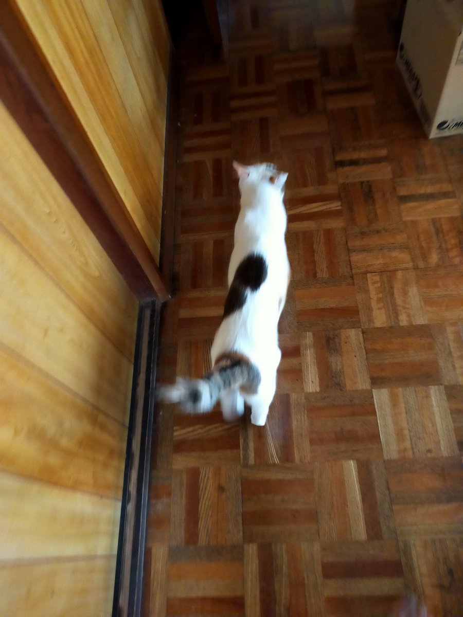 levPSZfKwUsHjh9's tweet photo. おはようございます😸🤗
ベランダから帰ると、危ないだめわかるよ〜😸と。褒めると得意満面😸のしのし歩きます💖
週半ばは夏日らしいです。日が沈むと寒くなるので寒暖差に気をつけて下さい🙇この時期汗をかいたあとすぐ寒くなり危険なのでそれも気をつけて下さい。
今日も宜しくお願いします🙇 https://t.co/KXum70NW5i