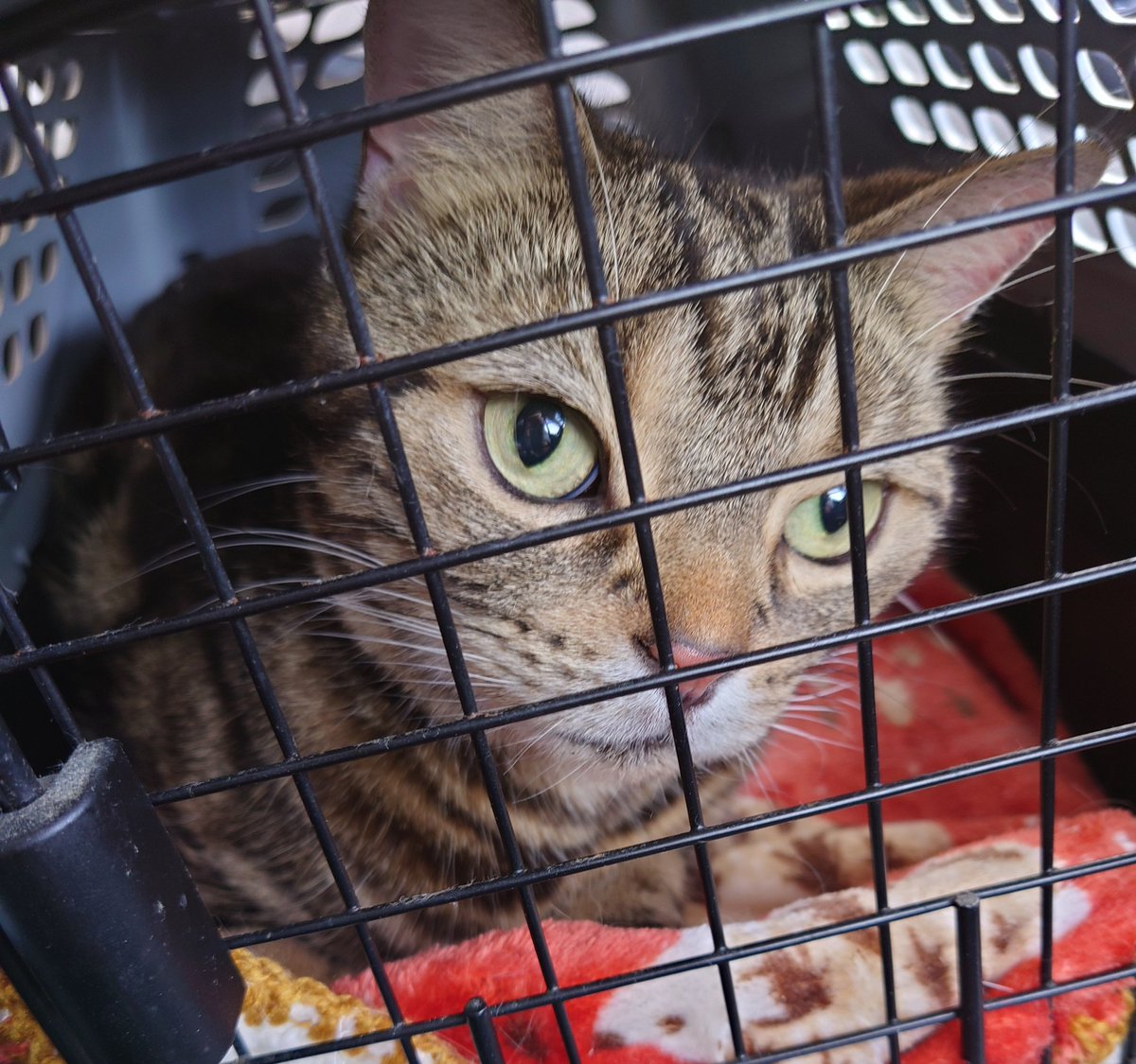今から力丸のワクチン接種です😣

ガンバレ力丸🐱