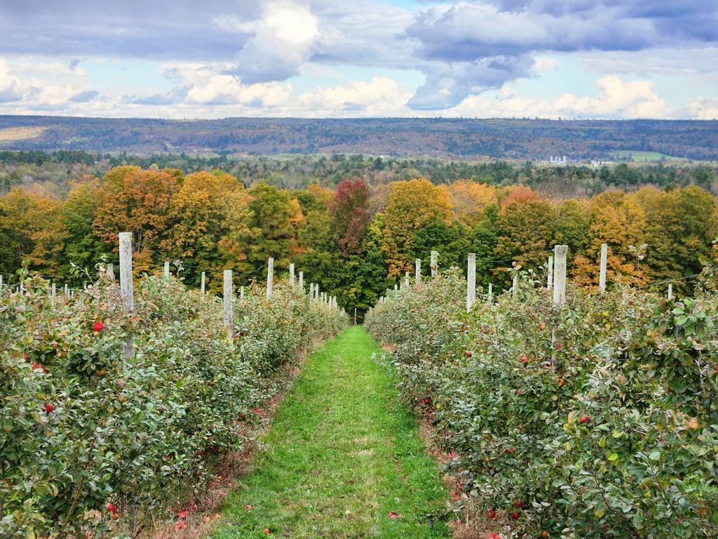 Can't beat the Apple Orchard! 
🍎🍂 #Canada #AutumnVibes