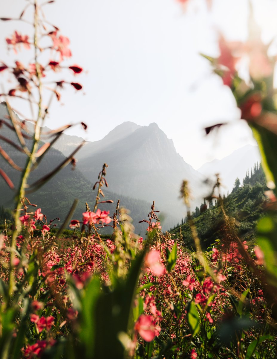 still dreaming of my time in glacier national park