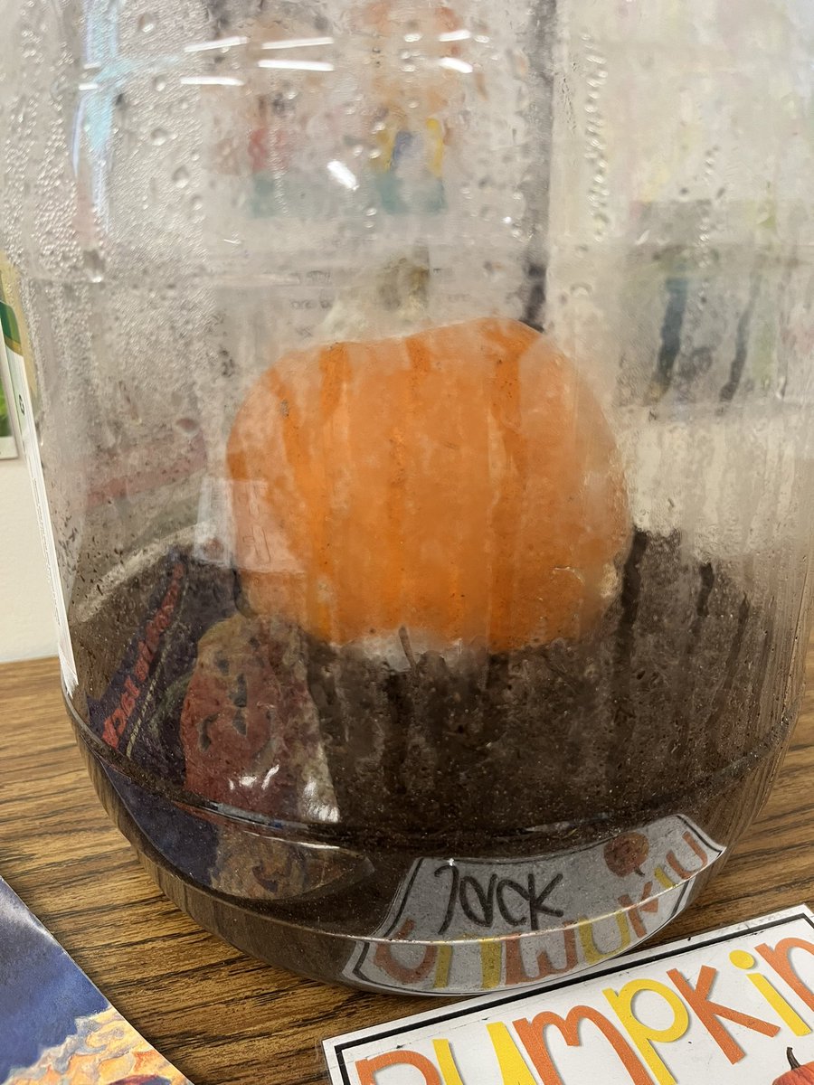 andreateacher's tweet photo. Day 13 of our Pumpkin Jack and it’s working! Do you see it? Also check out this great drawing of our pumpkin. @YorbitaCheetah #tk #science https://t.co/deZXsCFmOP