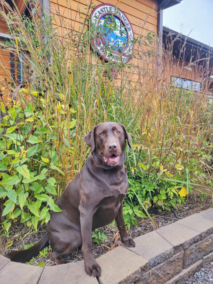 @cdangerbrewer Thanks for having a dog friendly patio...I had a great time
#castledangerbrewery
#dogfriendly #trace #chocolatelab