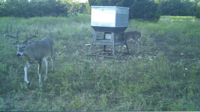 1thread6flags's tweet photo. Here are a few pics from my son’s cameras at our Ranch in Bosque County, Texas, this past weekend.
@wardlaw_patrick https://t.co/ChmtE96Nr1