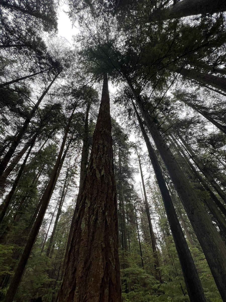 _BarbaraMartin's tweet image. To understand our land we have to go deeply inside the forest and listen with our mind and our heart history, stories, legends and Indigenous ways of living. Gratitude to Talaysay cultural ambassador guides.  
We are all interconnected
#CAISNLC 
@CAIS_Schools 
@the_write_anand