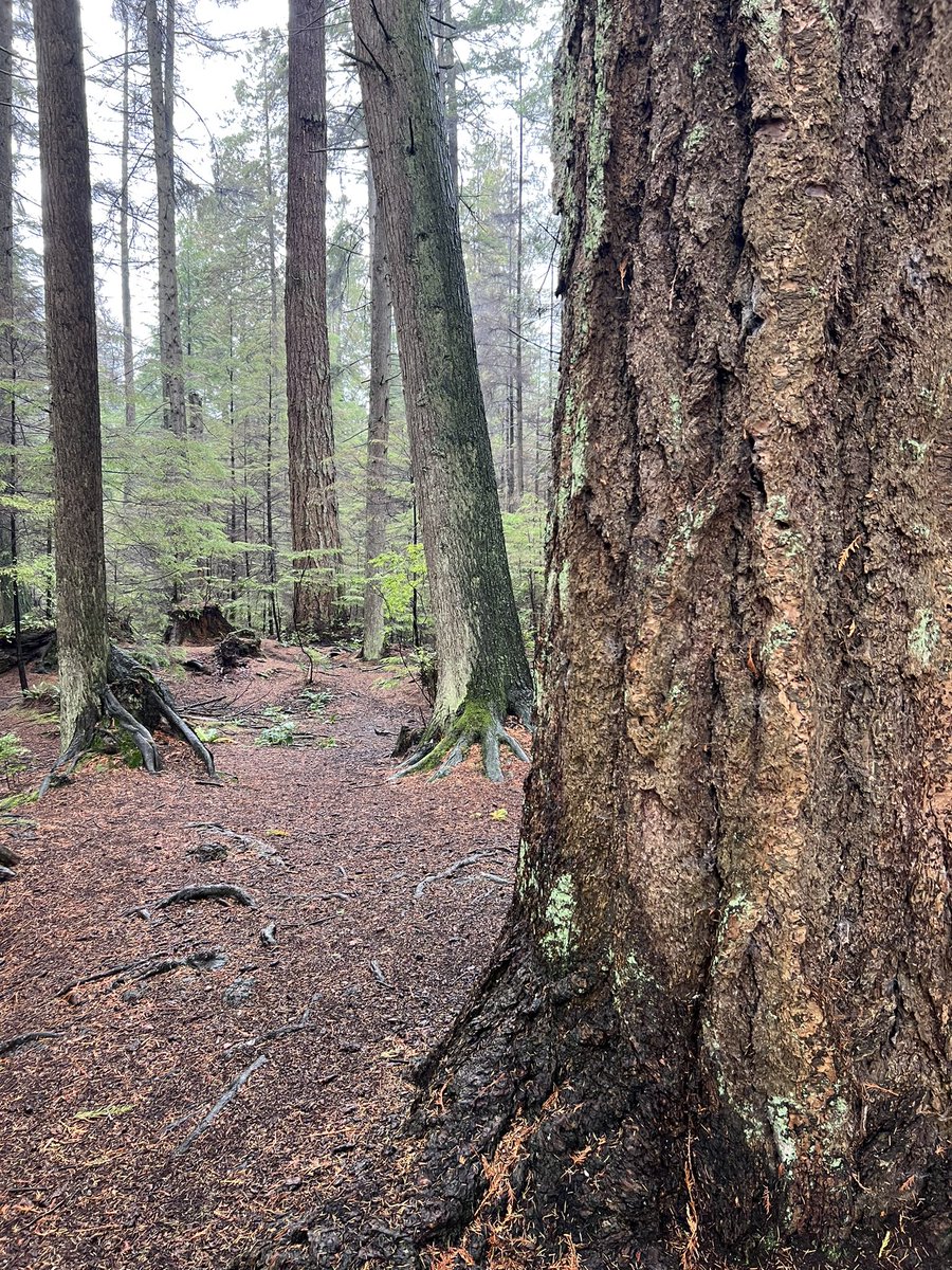 _BarbaraMartin's tweet image. To understand our land we have to go deeply inside the forest and listen with our mind and our heart history, stories, legends and Indigenous ways of living. Gratitude to Talaysay cultural ambassador guides.  
We are all interconnected
#CAISNLC 
@CAIS_Schools 
@the_write_anand