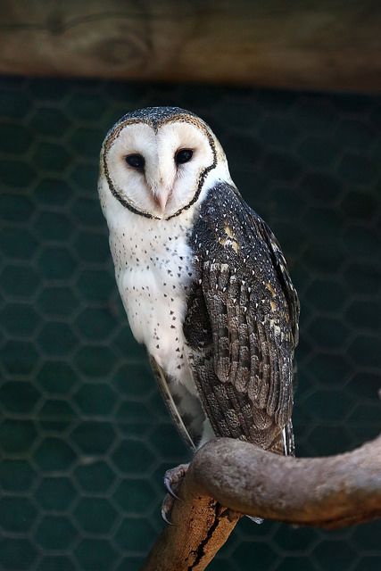 owlworlds's tweet photo. Under the moon's watchful eye, an owl in all its glory. https://t.co/VXGMqvKorR