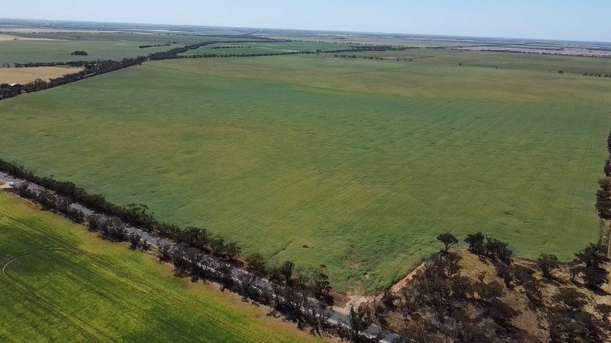 Pat Conlan tweet media