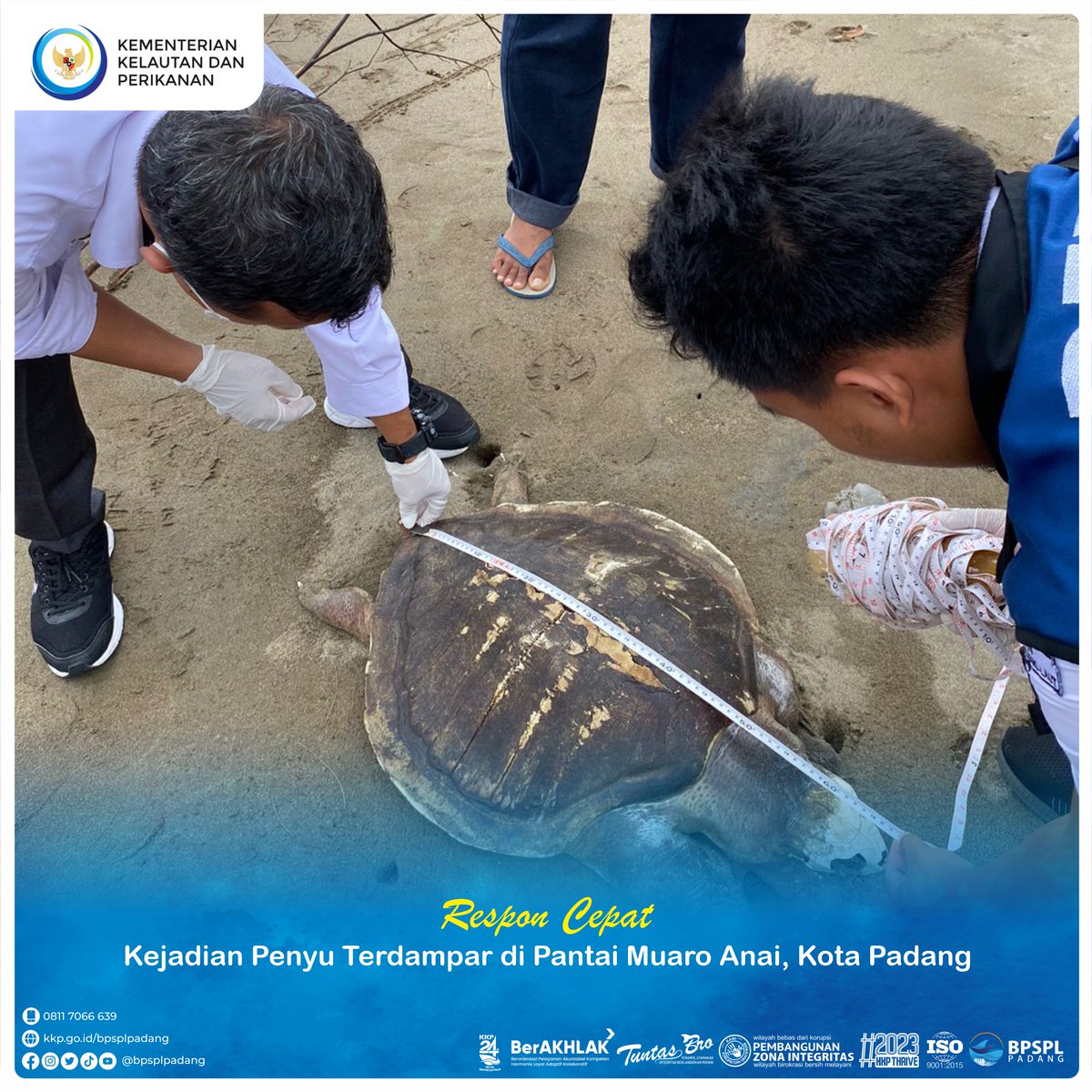 BPRLPadang's tweet photo. #SahabatBahari, Senin (09/10) BPSPL Padang melaksanakan respon cepat penanganan kejadian penyu terdampar di Pantai Muaro Anai, Pasia Nan Tigo, Kecamatan Koto Tangah, Kota Padang.
#KKP
#KKPThrive
#EkonomiBiru
#DJPRL
#BijakMengelolaLaut https://t.co/bKKjrv3JgG