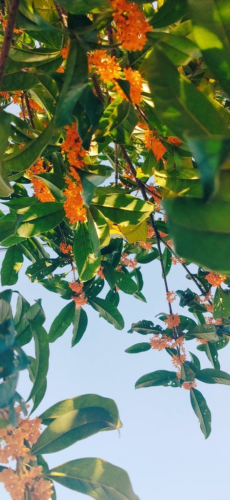 動画編集の息抜きに
ちょっとお散歩❤

この時期は1歩外に出ると
金木犀の香りが香ってきて
気持ちいいですね☺️

天然アロマ✨
最高のリラックスですね💐

さぁ、残りの作業も頑張るぞ✊💨

#動画編集