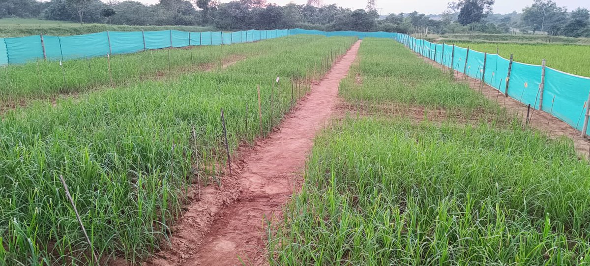 Organic Convergence of Millets. OSOCA imparted  training to FPOs and its Field functionaries of Koraput, Malkangiri, Rayagada &amp; Kandhamal dist for organic certification at MSSRF, Jeypore Organised by <a href="/MilletsOdisha/">Shree Anna Abhiyan</a> and WASSAN.
<a href="/krushibibhag/">କୃଷି ବିଭାଗ, ଓଡ଼ିଶା</a>