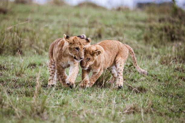 So adorable, lion cubs bonding with their father....You can also spot these moments when you take a game drive deep in the African jungle. #queenelizabethnationalpark,#murchisonfalls,#kidepovalley,#gorillatrekkinguganda,#chimpanzeetrekking,#kibalenationalpark