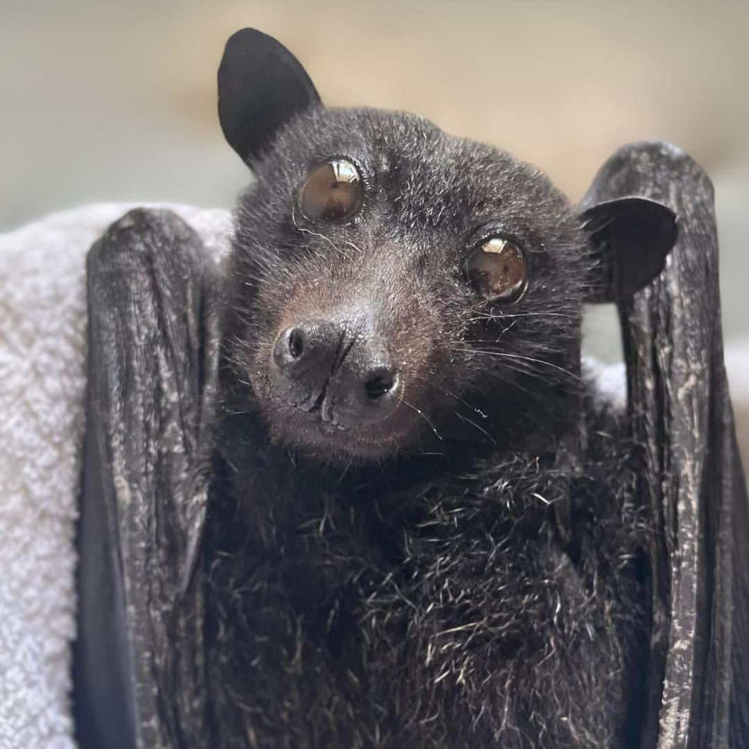 BatsBCRQ's tweet photo. An encounter with barbed wire has left this Black Flying-fox with some nasty injuries. Barbed wire is particularly hazardous to nocturnal wildlife as the strands are invisible at night. In the meantime, she is settling into her new environment, receiving antibiotics &amp; pain relief https://t.co/UDLhebFoeL
