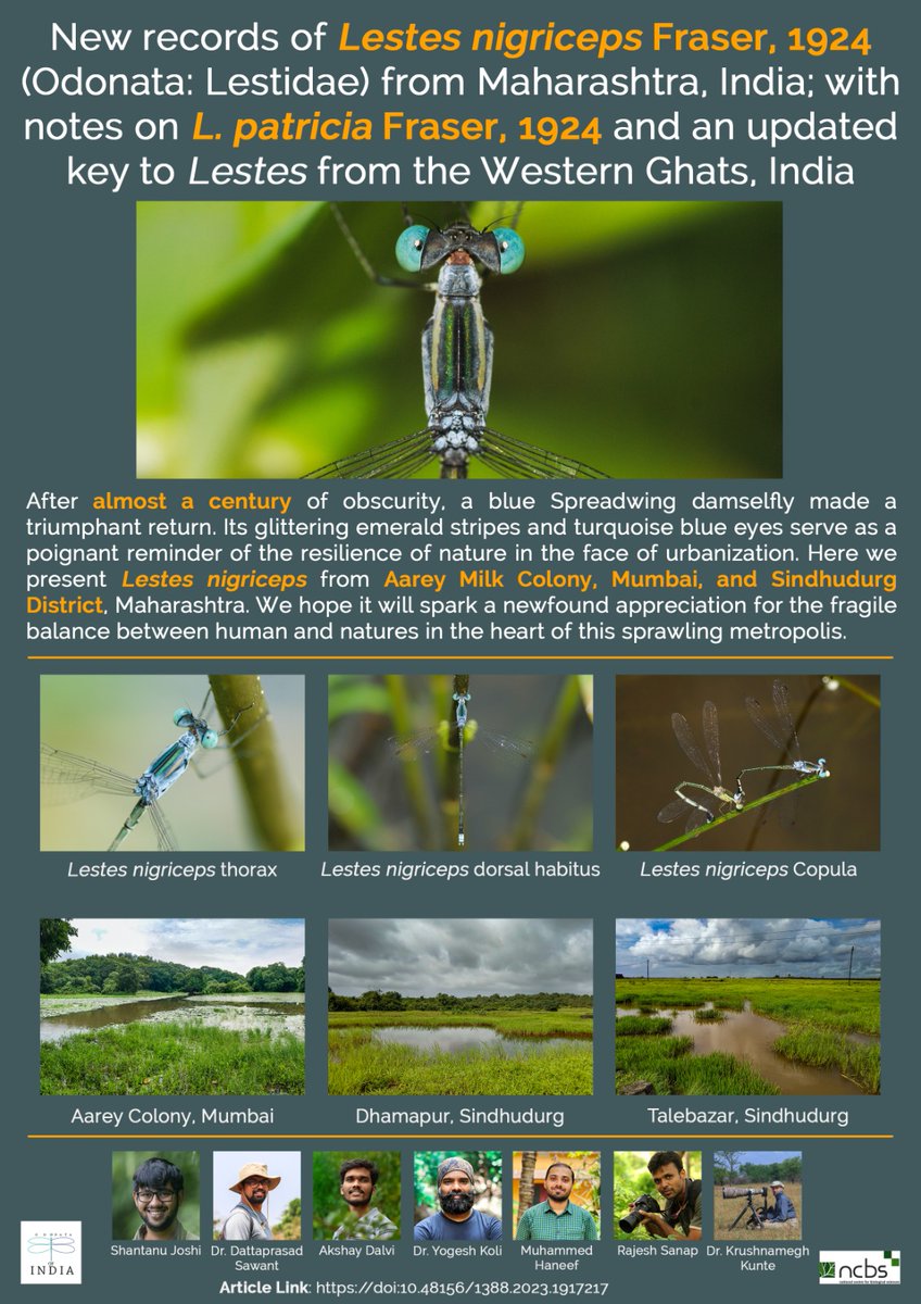 Happy to share the latest paper on a new record of Lestes nigriceps from #Aarey, #Mumbai, and Sindhudurg, published today in the International Journal Of Odonatology. This brings the odonate count in #aareyforest to 54! #sgnp #insecta #wetlands #odonata #biodiversity #mumbainews