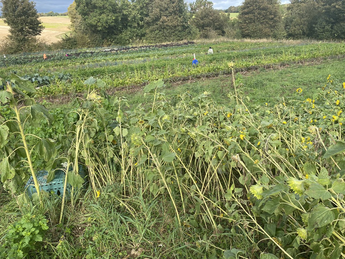 Henry1043's tweet photo. A clear reasoned and justified approach to regenerative agriculture @NoningtonFarms generously provided by Emma and James to  students @WrittleOfficial. Great to see their support and encouragement to new entrants @oinkandudder and @Jackscottkent https://t.co/qXwXsbeXfn