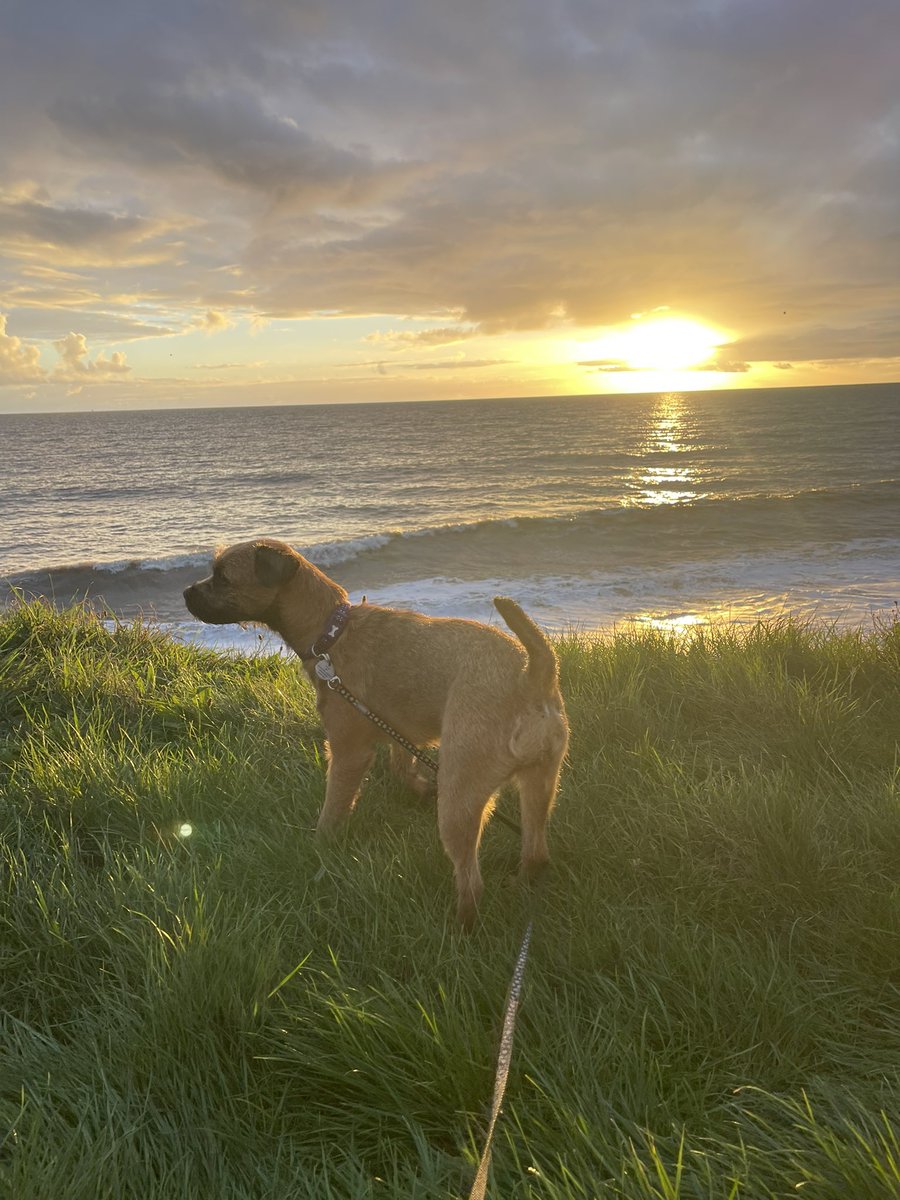 Del Austria tweet media