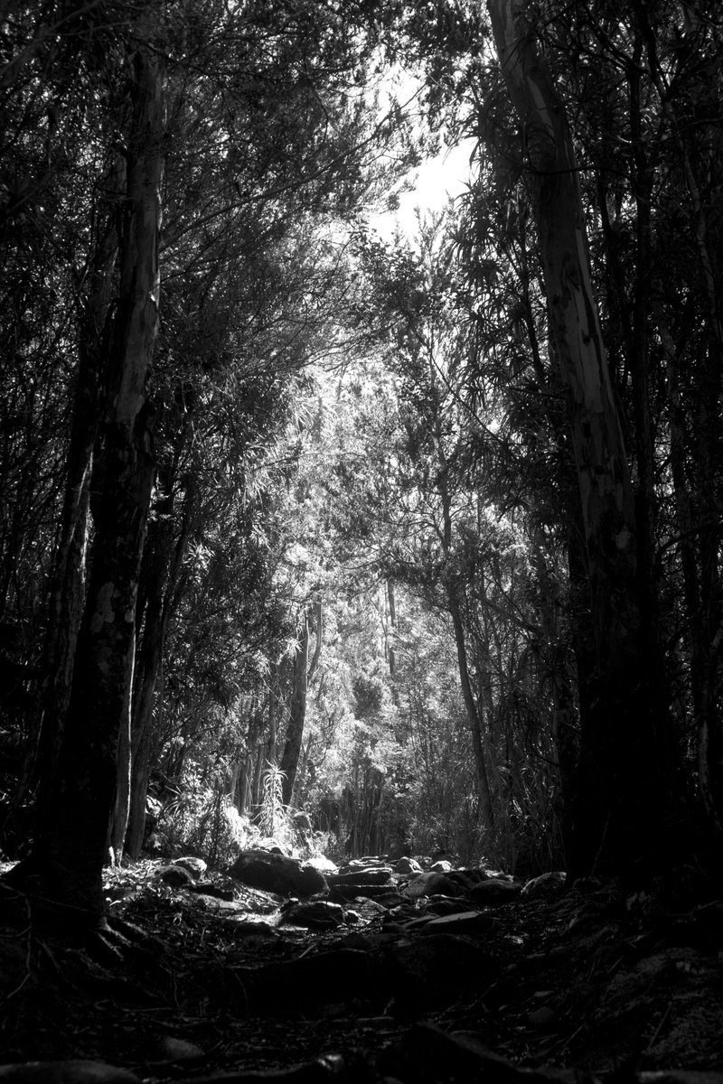 Mountain path.

#photography #blackandwhite #bnw #monochrome #digital #nature #forest #mountain #light #hiking #tasmania #kunanyi #mtwellington