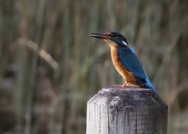 Hail to the King! 🐧👑🧡💙 We love this photo of a beautiful #Kingfisher taken on the reserve at the weekend. DYK…males have an entirely black bill and females have an orangey-red patch at the base. 📸 James & Karen Edwards 👏