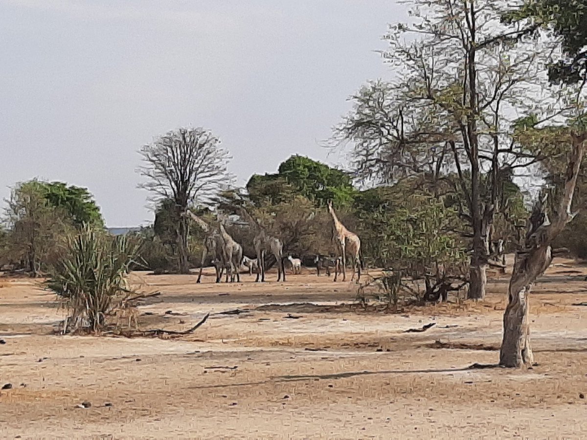 InneWilno's tweet photo. Back in Zambia. And another safari. This time in the Mosi-oa-Tunya National Park. I decided to explore it on foot. Lots of game literally at your fingertips: giraffes, zebras, antelopes, baboons. And we met 3 white rhinos! #zambia #gamewalk #mosioatunya #wilniukna7kontynentach https://t.co/KPAx63T8ZH