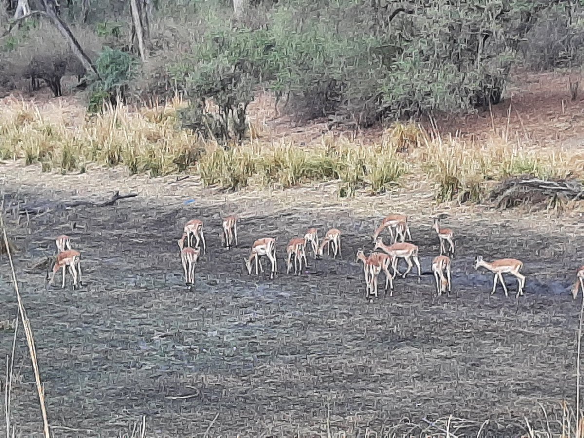 InneWilno's tweet photo. Back in Zambia. And another safari. This time in the Mosi-oa-Tunya National Park. I decided to explore it on foot. Lots of game literally at your fingertips: giraffes, zebras, antelopes, baboons. And we met 3 white rhinos! #zambia #gamewalk #mosioatunya #wilniukna7kontynentach https://t.co/KPAx63T8ZH