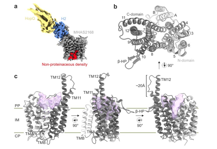 Seeger Lab (@seegerlab) on Twitter photo Learn how a mycobacterial MFS transporter extracts hydrophobic triacylglycerides from the membrane and channels then into a periplasmic lipoprotein🤩Our story on the fascinating duo of Rv1410 and LprG is out now in <a href="/NatureComms/">Nature Communications</a> 🥂🙌
nature.com/articles/s4146…
#mycobacteria #CryoEM Learn how a mycobacterial MFS transporter extracts hydrophobic triacylglycerides from the membrane and channels then into a periplasmic lipoprotein🤩Our story on the fascinating duo of Rv1410 and LprG is out now in <a href="/NatureComms/">Nature Communications</a> 🥂🙌
nature.com/articles/s4146…
#mycobacteria #CryoEM