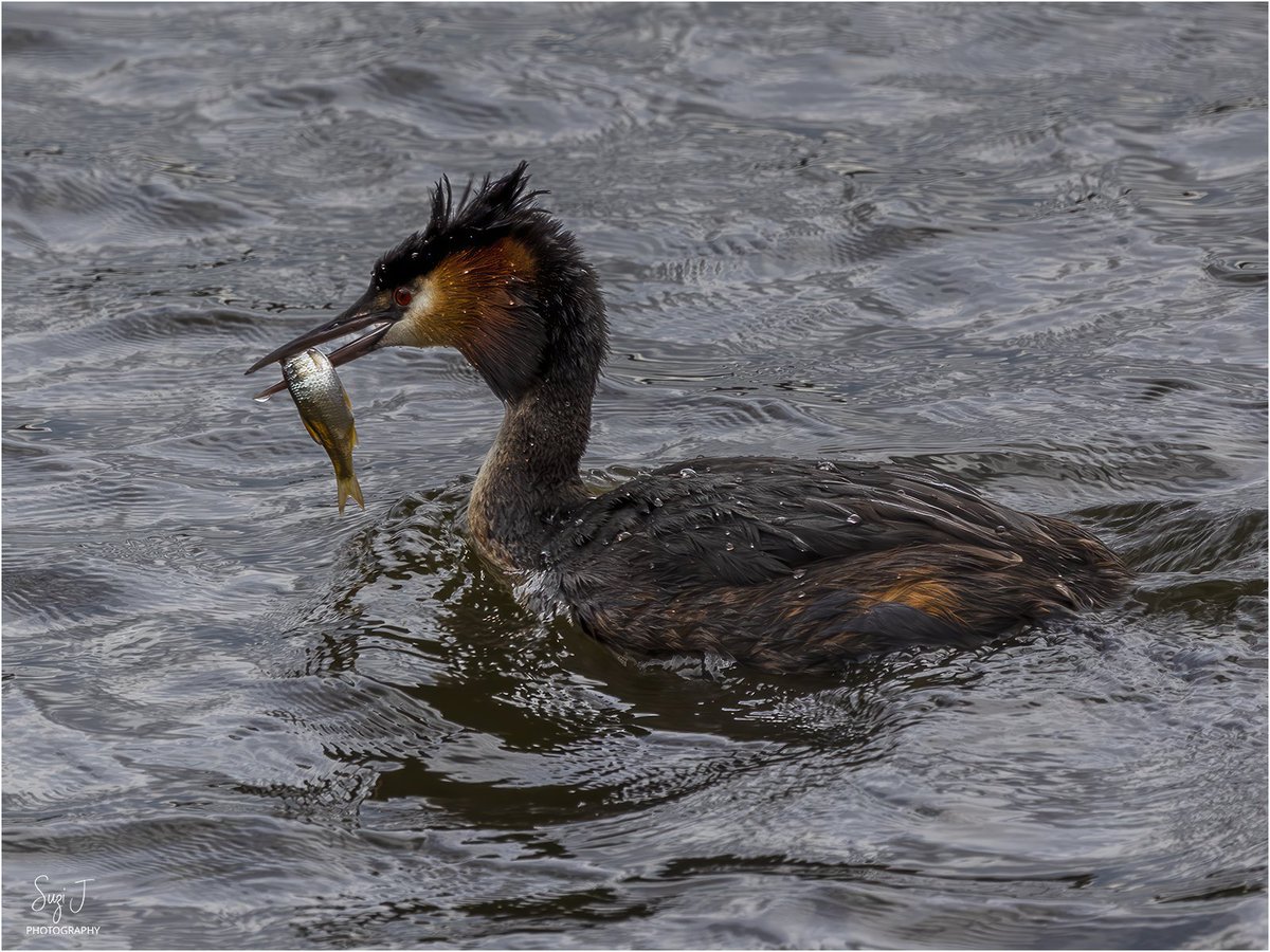 Great Crested #Grebe with fish 

#BirdTwitter #catchoftheday #TwitterNatureCommunity #BirdsSeenIn2023  #wildlifephotography @_BTO @Natures_Voice @britwildlife @ThePhotoHour @NatureUK @AP_Magazine @Team4Nature #bbcwildlifepotd #naturelovers #MondayVibes