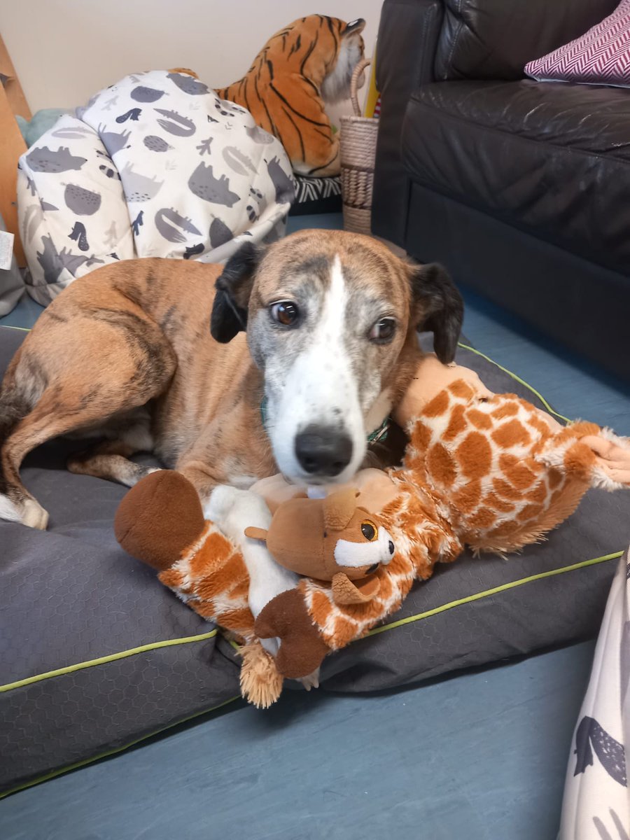 timeyetfor's tweet image. Sharing some Nurture Lurcher love as you head into your day