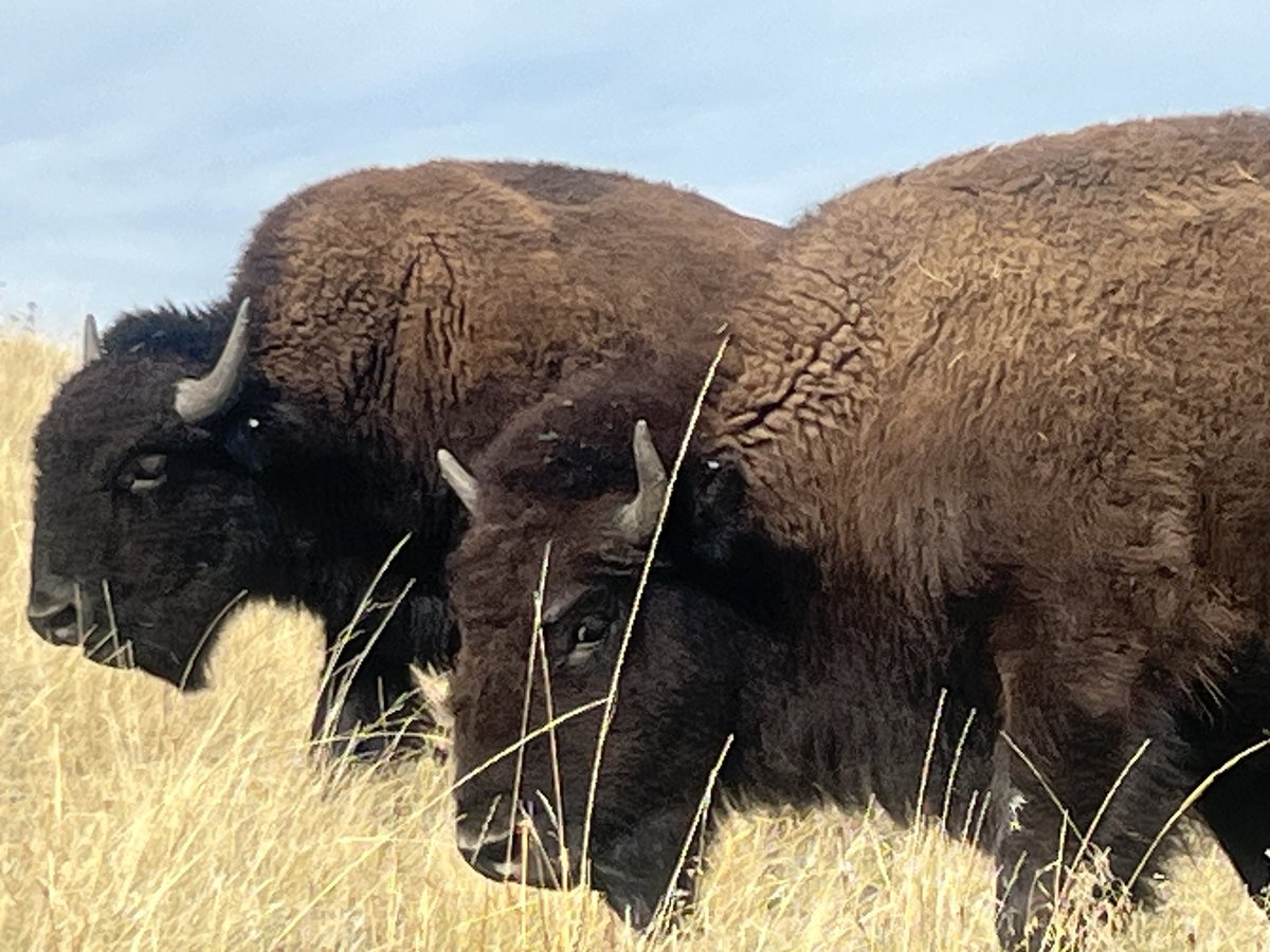 These majestic creatures once numbered in the millions throughout the Plains and the northern Rockies. Not an endangered species anymore, they are incredibly powerful yet very gentle beasts. The Range is on the Salish-Kootenai Reservation.