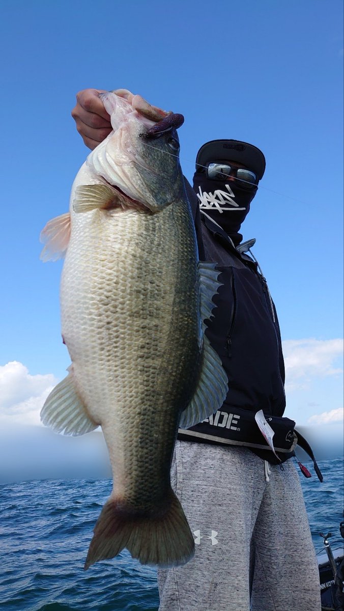 Guide_MAEDA's tweet photo. こちらのゲストさんにも太過ぎなドデスカン登場。
#deps
#DAIWA
#モンスターブレイブZ
#釣り
#fishing
#バス釣り
#琵琶湖ガイド
#ブラックバス
#ロクマル
#海ガイド
#GuideServiceMAEDA
#PR https://t.co/RNmGEnBqBX