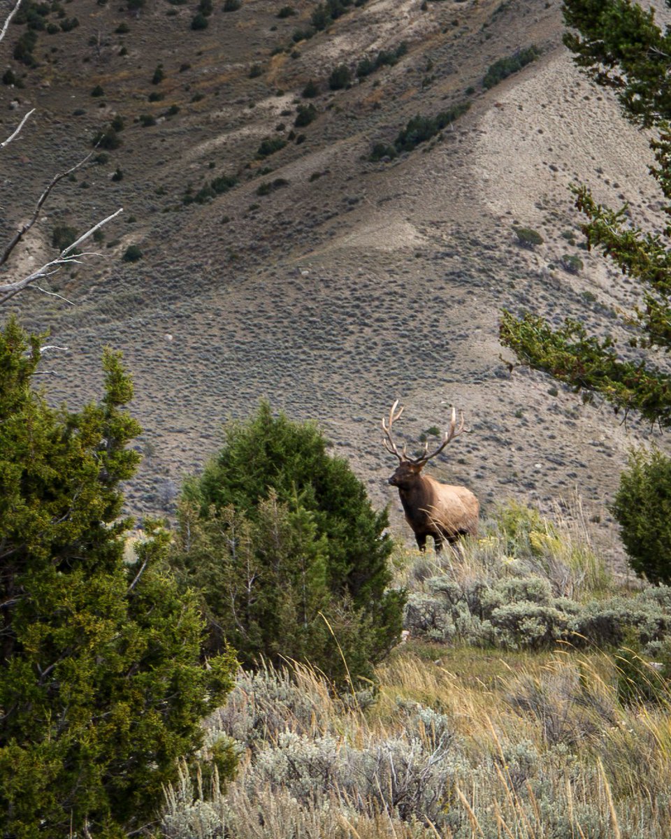 LiveAdventureEx's tweet image. Bull Elk in Yellowstone National Park #yellostonenatinalpark #elk #yellowstone #Wyoming