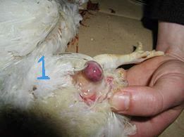 HalfBakedVet's tweet photo. 📙What's your suspected diagnosis❓
💥Case History: (Birds flock🐔)
 -Sudden onset  perfuse watery diarrhea, picking of vent &amp; weakness.
-Samples &amp; PM Examination shows lesion in the bursa ( picture 1 before opening of bursa ) &amp; (picture 2 after opening of bursa) ,
👇Read! https://t.co/RGPLSHExWz